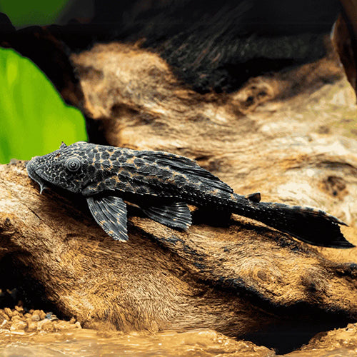 Common Plecostomus - 7.5cm