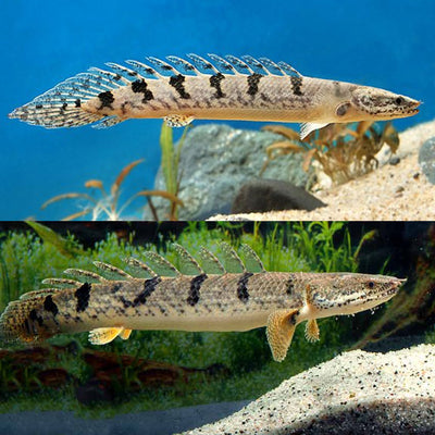 Polypterus Delhezi Royal Tiger