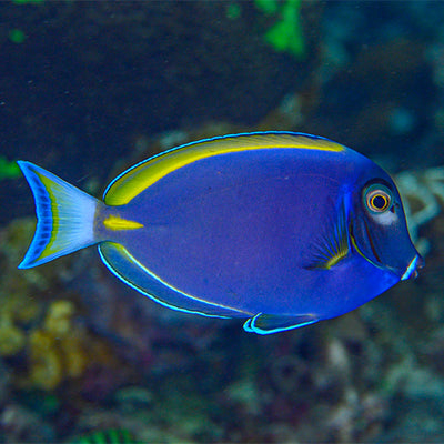 Surgeonfish Powderblue