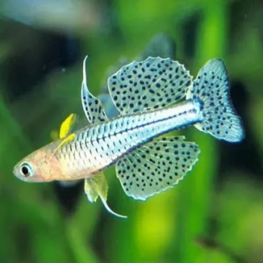 Spotted Blue Eye (Pseudomugil Gertrudae)
