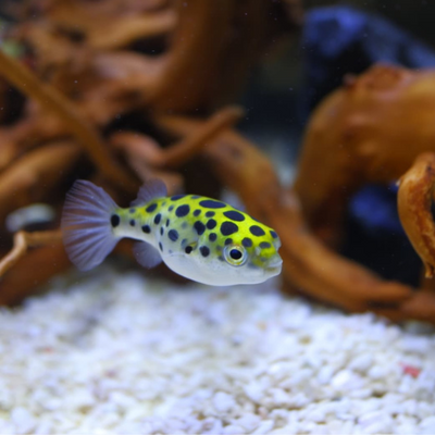 Puffer Fish Round Spotted 3-4cm