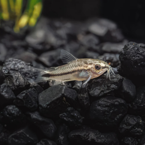 Pygmy Corydoras - 1.3cm