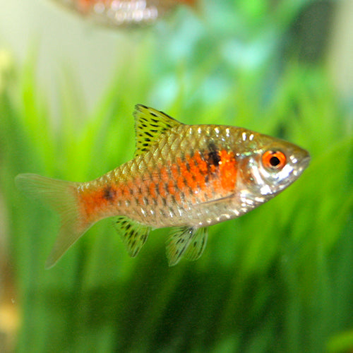 Red Striped Barb