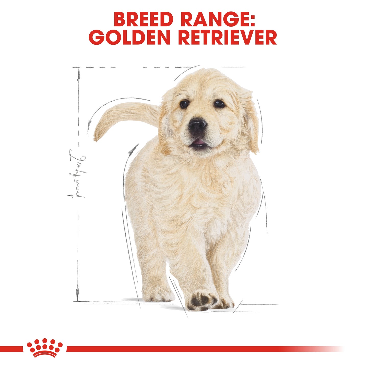 Breed Health Nutrition Golden Retriever Puppy 12 KG