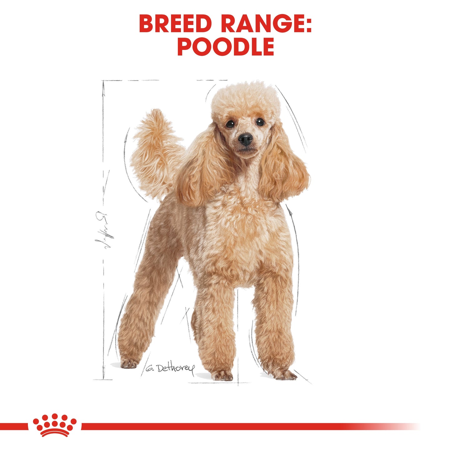 Breed Health Nutrition Poodle Adult Wet Food - 85g