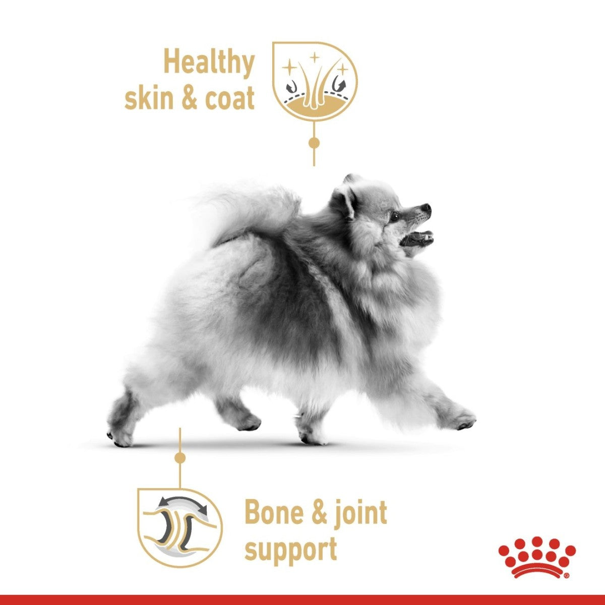 Breed Health Nutrition Pomeranian Wet Food - 85g