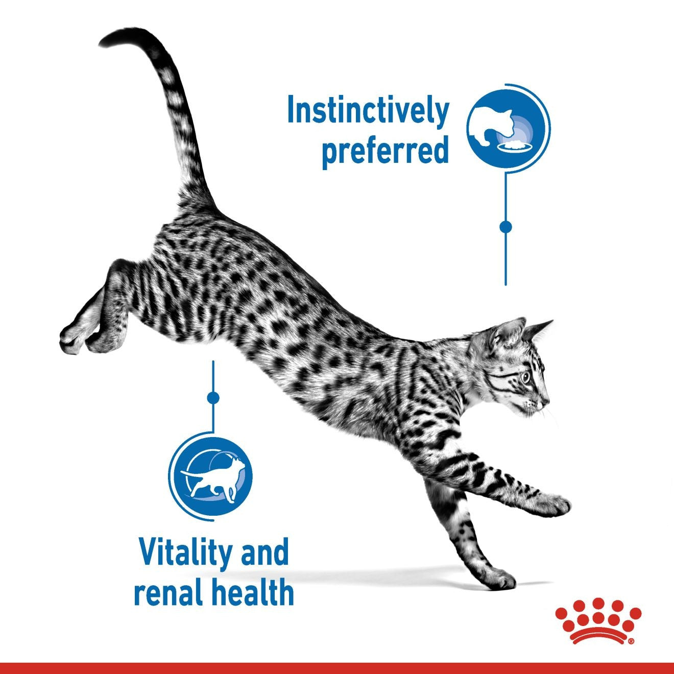 Feline Health Nutrition Indoor Wet Food - 85g