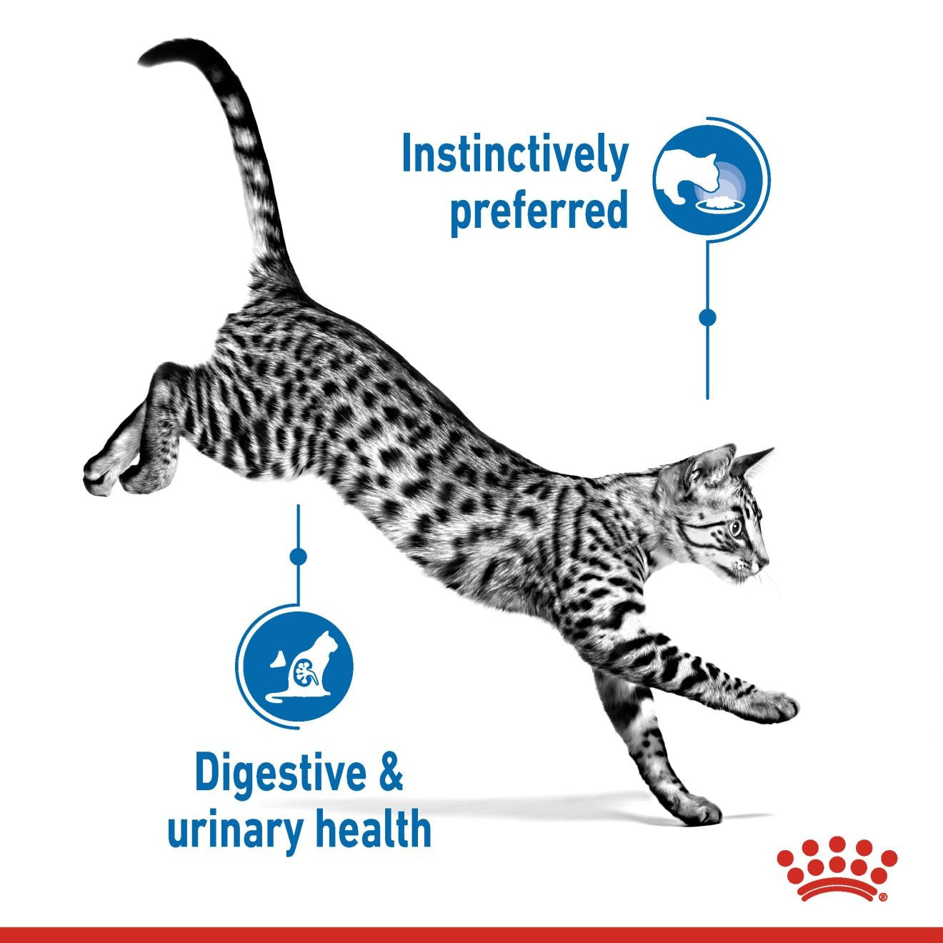 Feline Health Nutrition Indoor Jelly Wet Food - 85g