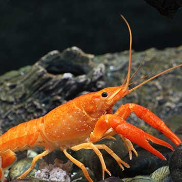 Orange Claw Crayfish - 5cm