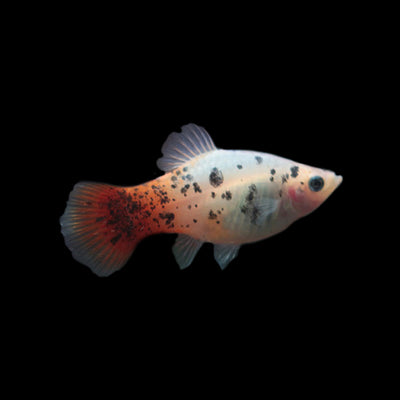 Platy White Calico - L