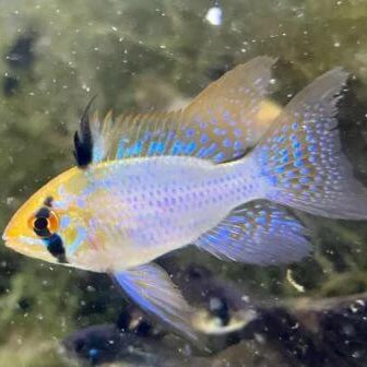 Platinum Ramirezi - L