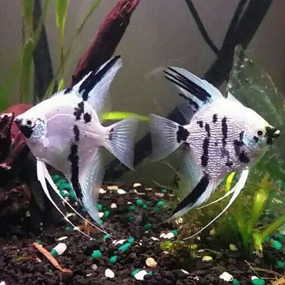 Panda Angelfish - XL