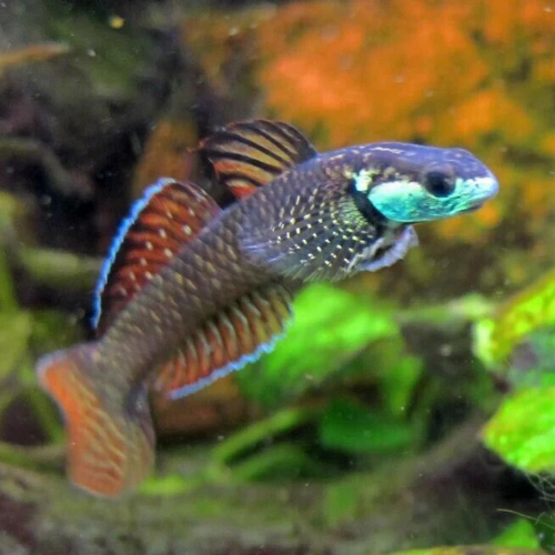 Rainbow Goby - 5cm