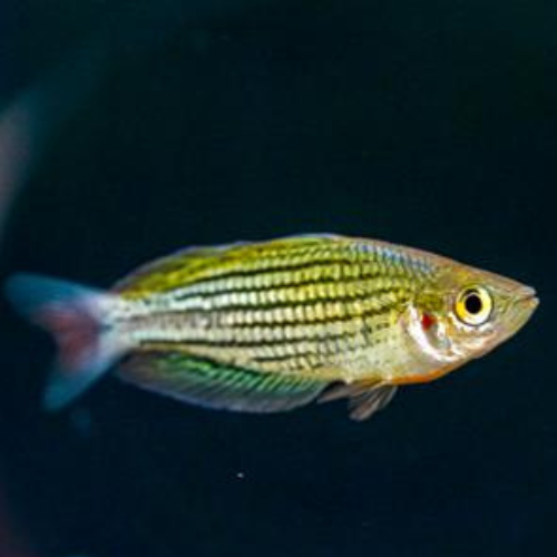 Rainbow Maccullochi - 5cm