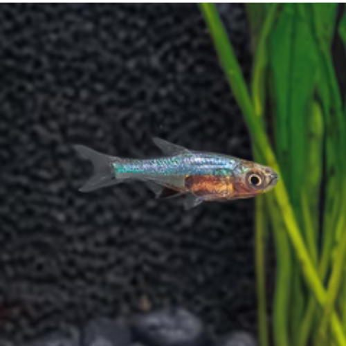 Rasbora Axelrodi Blue - 1.5cm