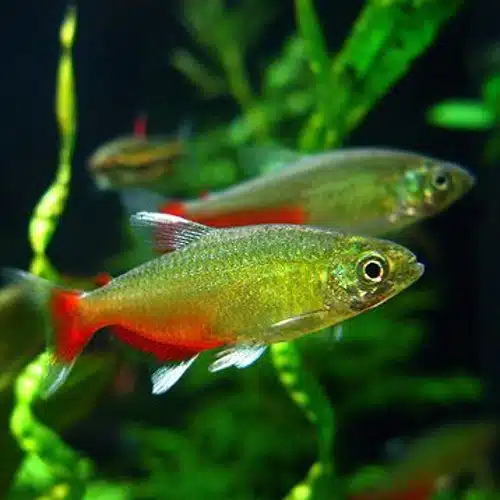 Rathbun Bloodfin - 2.3cm