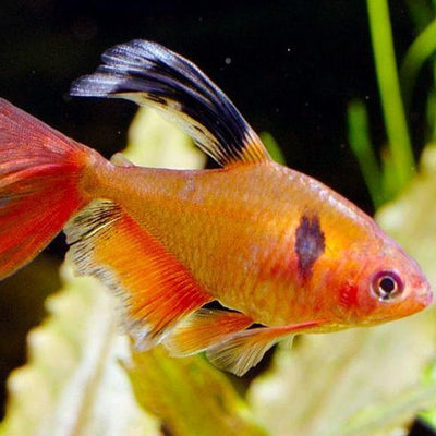 Tetra Super Serpae Veiltail - L