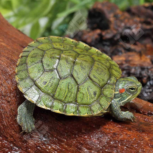 Green Turtle - 4cm