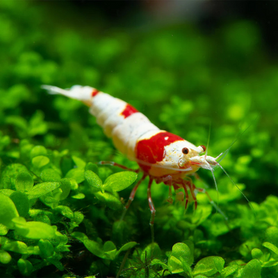 Red Bee Shrimp