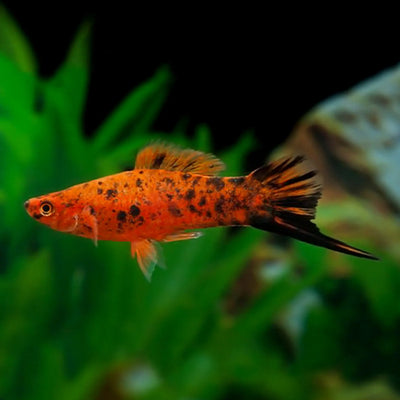 Red Berlin Swordtail - L