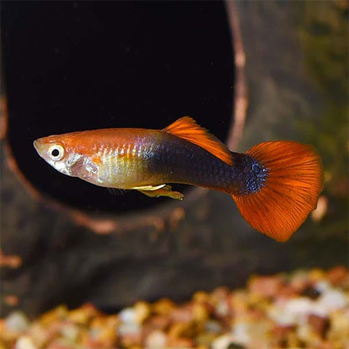 Red Blond Tuxedo Guppy (Male/Female)