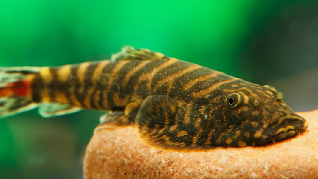 Borneo Sucker - 3cm