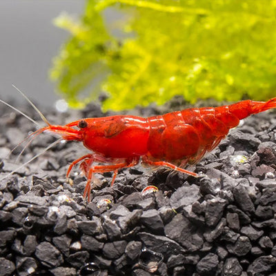 Red Cherry Shrimp - 2cm