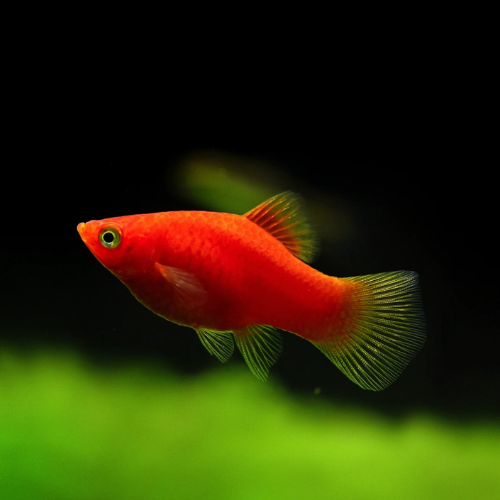 Red Coral Platy - 2.5cm