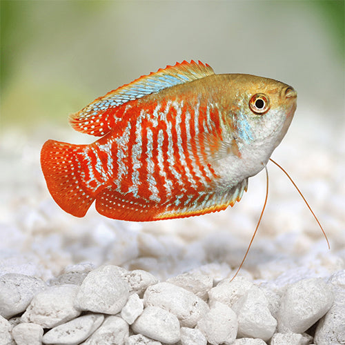Red Dwarf Gourami