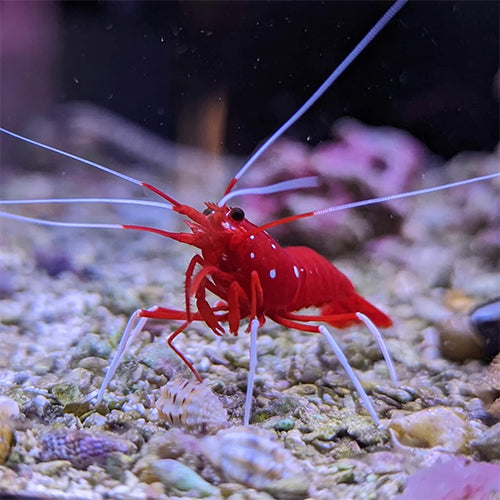 Red Fire Shrimp