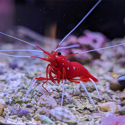 Red Fire Shrimp
