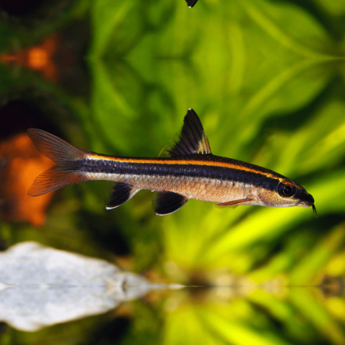 Red Flying Fox - 4cm