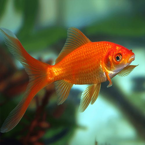 Red Goldfish