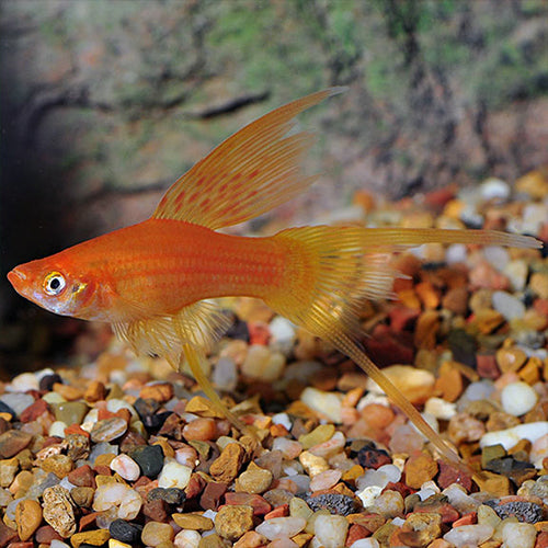 Red Hi fin Lyretail Swordtail - L