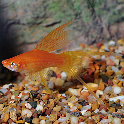 Red Hi fin Lyretail Swordtail - L