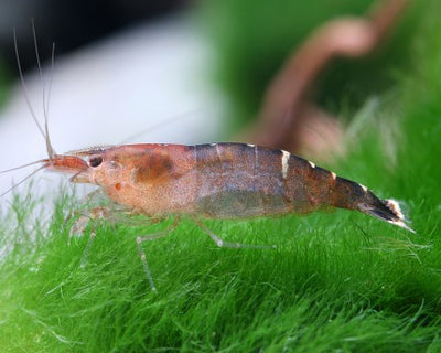 Red Malaya Shrimp