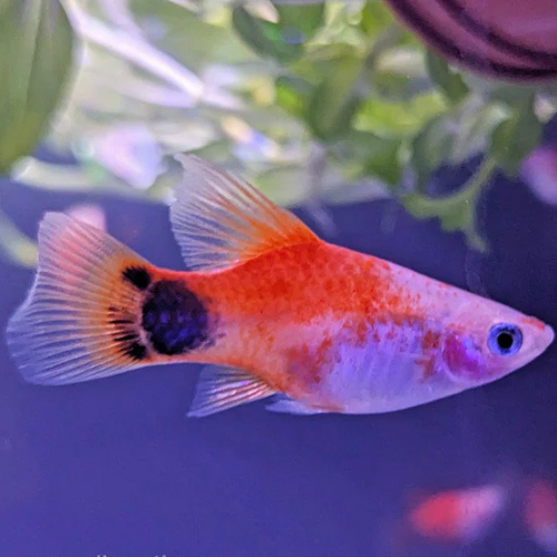 Red Mickey Mouse Platy Lyretail - 3.5cm