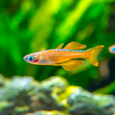 Red Neon Blue Eye Rainbowfish - 2.2cm