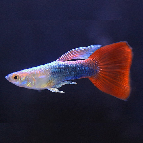 Red Neon Guppy