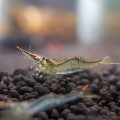 Red Nose Shrimp