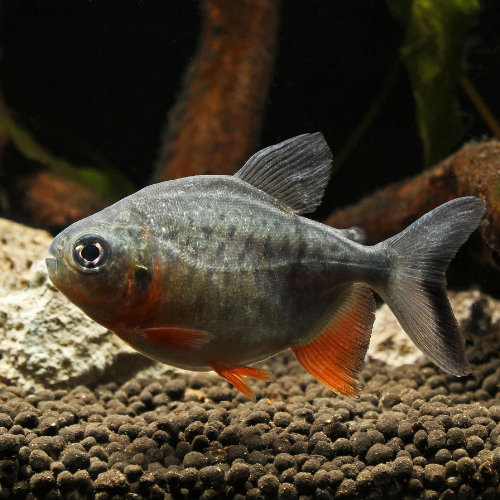 Red Pacu