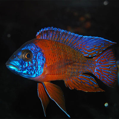 Red Peacock Cichlid - 4"