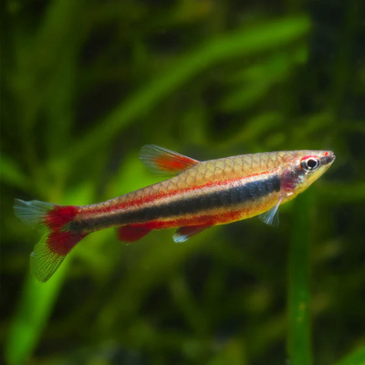 Red Pencil Tetra