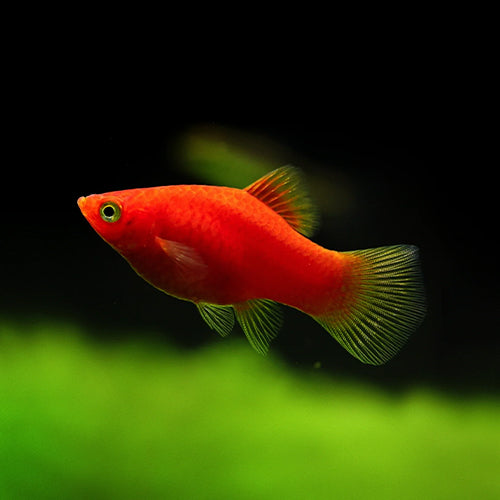 Red Platy