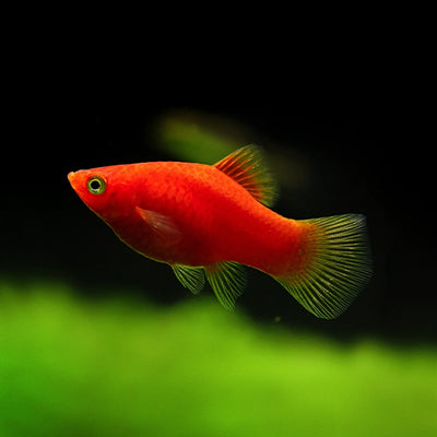 Red Platy - 2.5cm