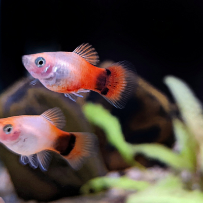 Red Platy Mickey Mouse - L