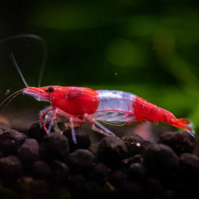 Red Rili Shrimp - 2cm