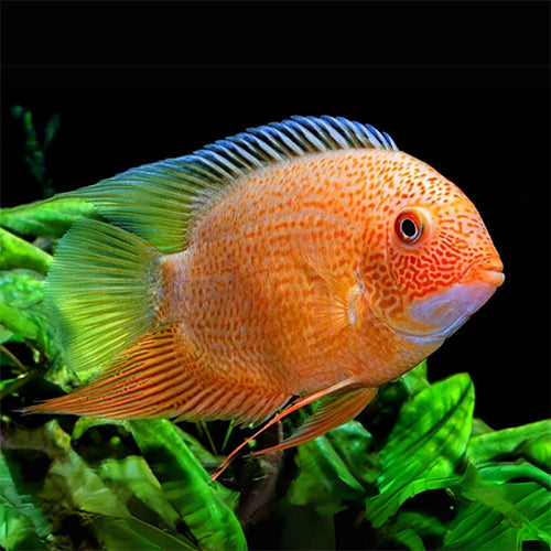 Red Spotted Severums