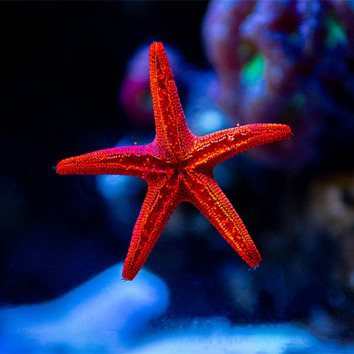 Red Star Fish