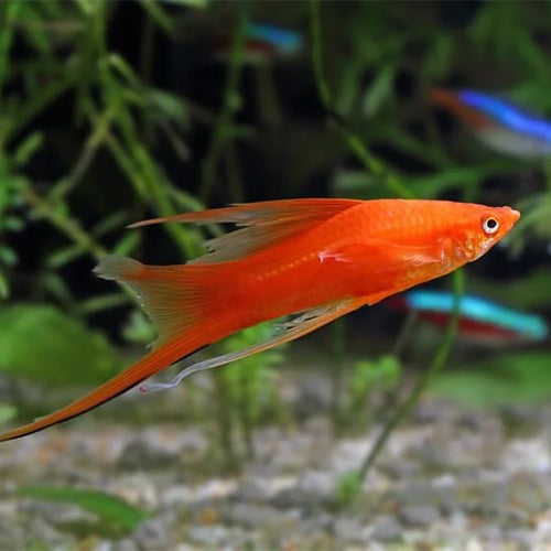 Red Swordtail